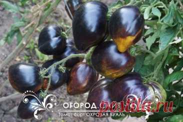 Томат Охровая вуаль (Софии Сааковой), семена | ОГОРОД.сайт