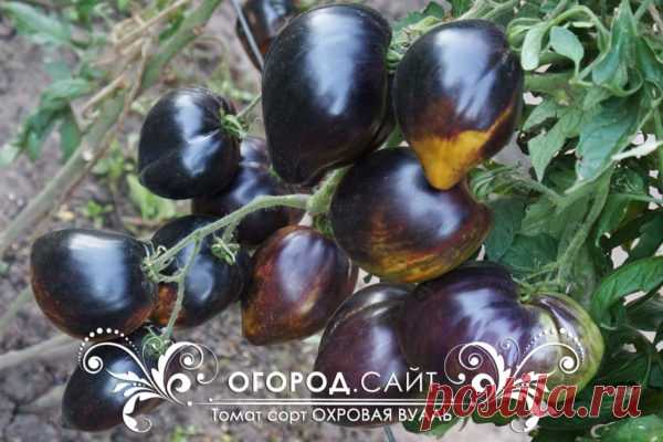 Томат Охровая вуаль (Софии Сааковой), семена | ОГОРОД.сайт