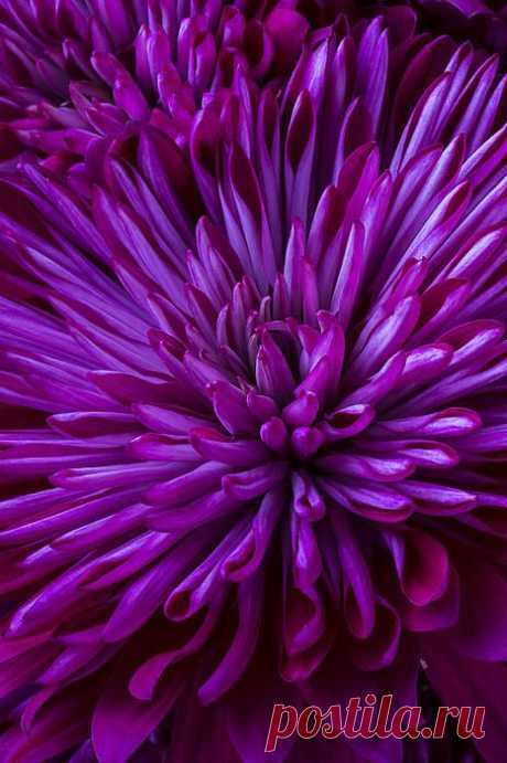 (41) Pinterest