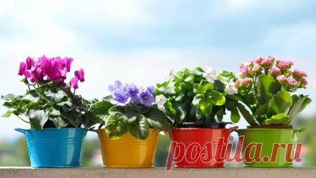 Лунный календарь комнатных цветов и растений на 2017 год. Благоприятные дни для пересадки, подкормки, полива, обрезки и посадки комнатных цветов и растений в 2017 году