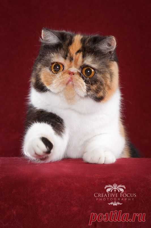 Calico exotic shorthair.