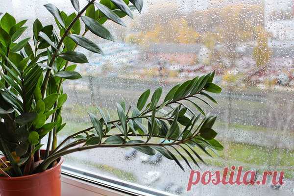 Замиокулькас – магические свойства долларового дерева, уход за растением | Улучшаем жизнь | Яндекс Дзен