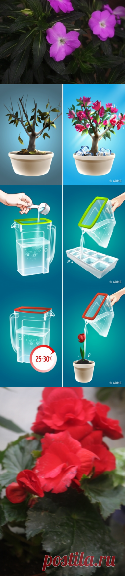 Простой трюк, с помощью которого ваши растения станут цвести пышно и невероятно долго - Садоводка