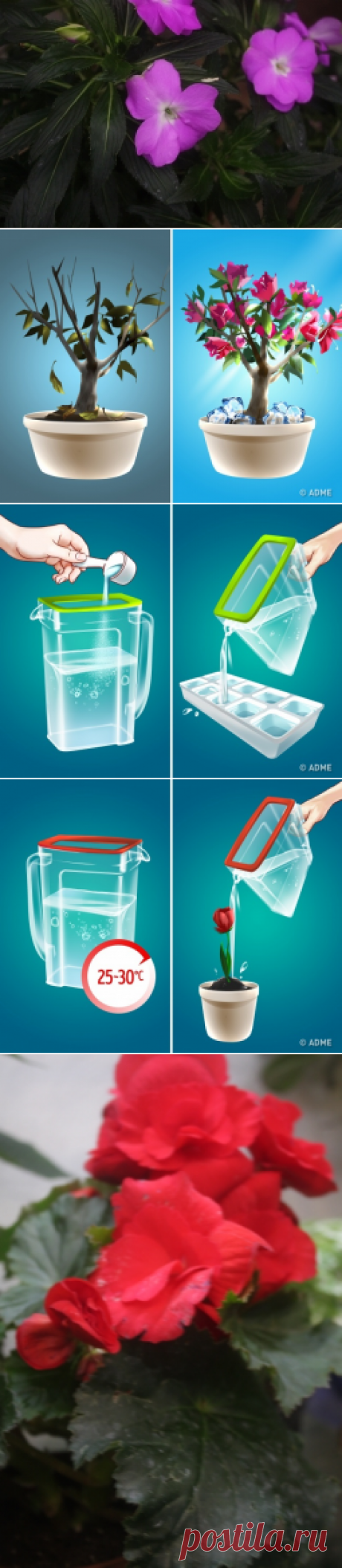 Простой трюк, с помощью которого ваши растения станут цвести пышно и невероятно долго - Садоводка