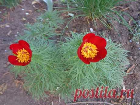 (12) Facebook