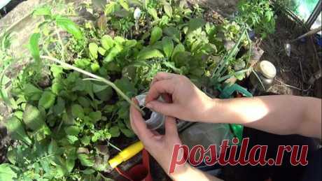 ПОМИДОРНАЯ НАУКА. ВАРИАНТЫ ФОРМИРОВАНИЯ ТОМАТНЫХ КУСТОВ
Сохраните, чтобі не потерять!
Разбираемся с разными вариантами формирования томатных кустов
Как получить хороший урожай?
Когда читаешь статьи о пасынковании томатов, кажется, что они написаны на китайском языке. Вот, к примеру: «детерминантные томаты формируют с переводом точки роста на боковой побег». Буквы вроде русские, а смысл уловить практически невозможно. Нет, специалист, конечно, сразу поймет, о чем речь, а вот рядовые дачники пр