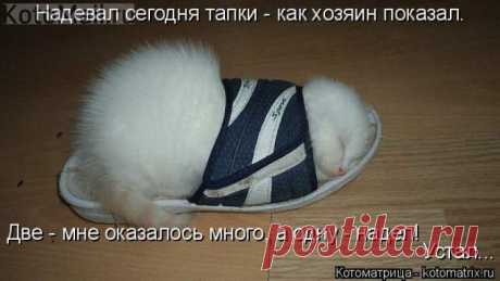 Надевал тапки... | KotoMail.ru