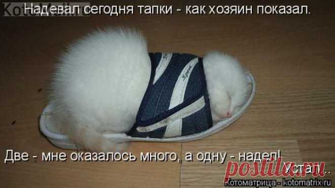 Надевал тапки... | KotoMail.ru