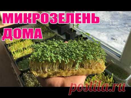 Микрозелень ЕКСПЕРИМЕНТ УДАЛСЯ !!! - YouTube