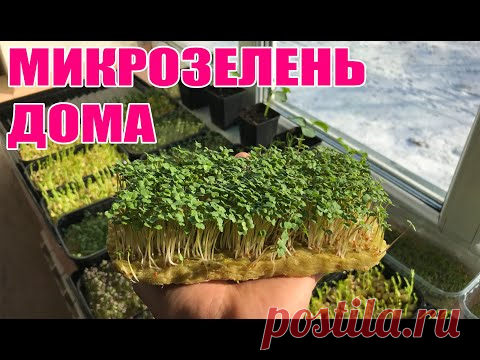 Микрозелень ЕКСПЕРИМЕНТ УДАЛСЯ !!! - YouTube