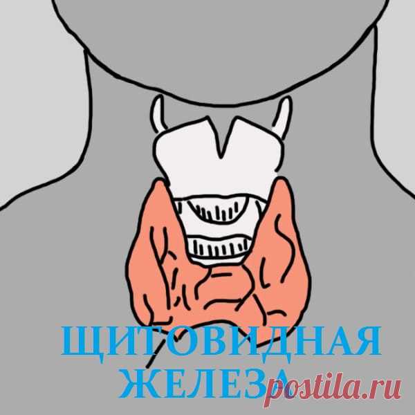 12 признаков того, что надо проверить щитовидную железу. Скрытый враг — гипотиреоз.