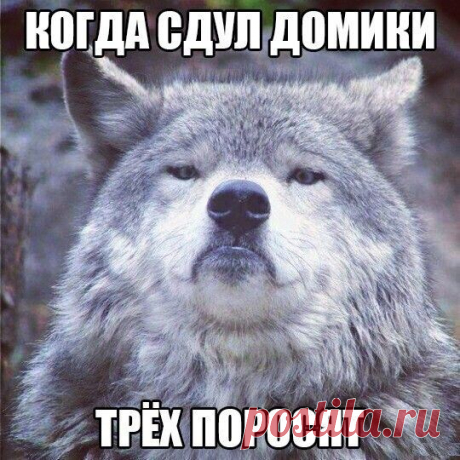 Смешные картинки с надписями