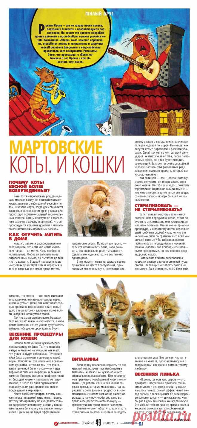Мартовские коты и кошки
