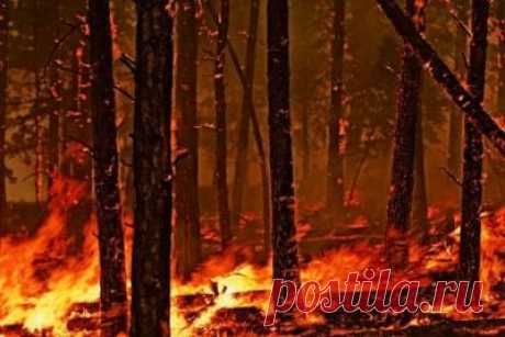 Забайкалье. Спасатели за сутки потушили 13 пожаров, заодно разобрались и с бешеством - 11 Мая 2016 - Russia-Asia-Siberia