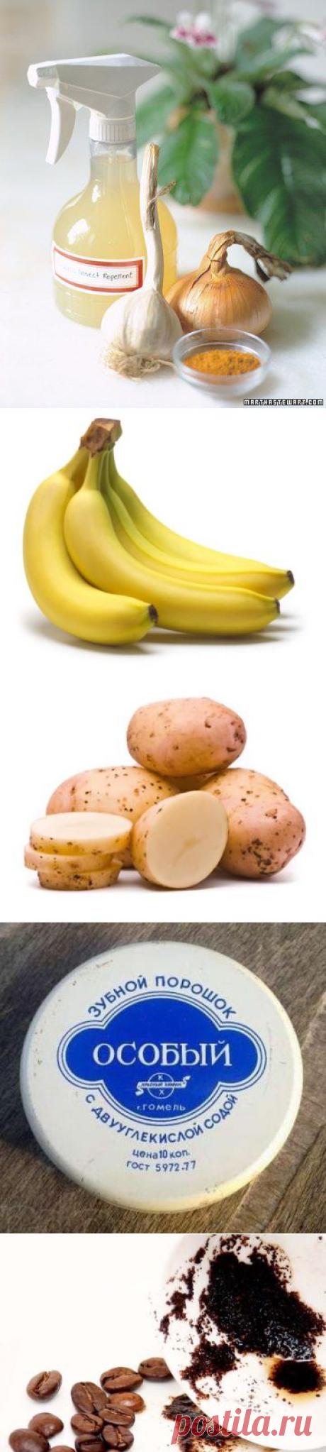 Натуральные удобрения для комнатных растений