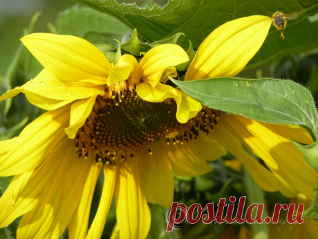 подсолнух и улетающая пчела