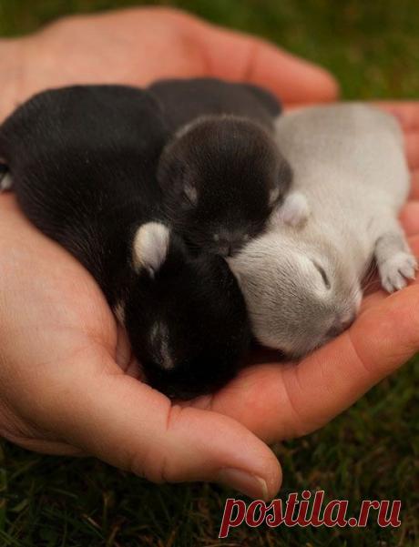 A Handful Of Baby Bunnies - The Meta Picture