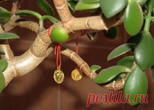 Денежное дерево: как посадить, куда поставить