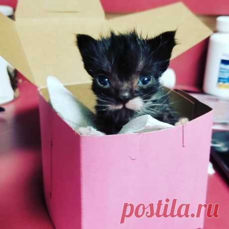 К Эллен, профессиональному ветеринару, поступил котенок в возрасте 3 недель по имени Фрэнсис, которому нужно было оказать медпомощь. Волонтеры увидели, что животное было немного слабее остальных котят. В то время как другие котята стали расти, ветеринар заметил, что Фрэнсис оставался в том же весе. Когда его братья и сестры весили в пределах 290 граммов, вес малыша был всего 113 граммов. Нужно было что-то делать и решать данную проблему.