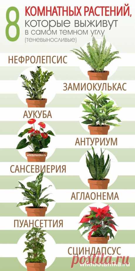8 комнатных растений, которые выживут в самом темном углу