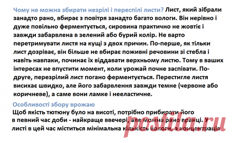 Почему нельзя собирать не зрелые и переспелые листья табака