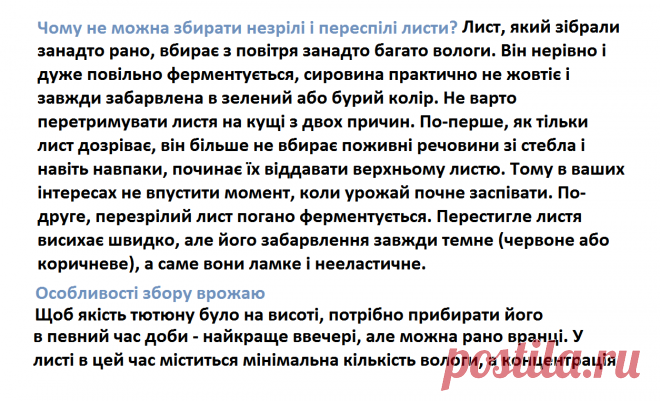 Почему нельзя собирать не зрелые и переспелые листья табака