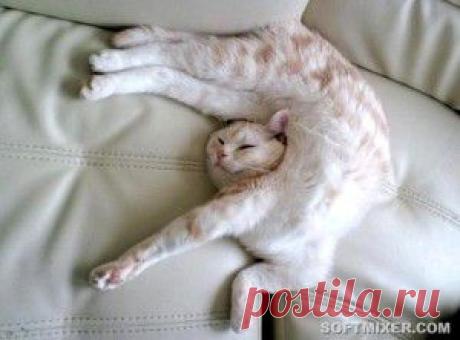 Коты, постигшие искусство «Сон-Фу»