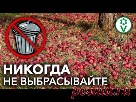 БОЛЬНЫЕ ЯБЛОКИ - НЕ МУСОР! Используйте яблочный опад с пользой! Как не допустить опадения яблок?