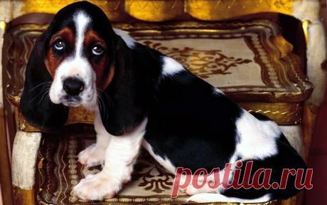 бассет хаунд фото: 21 тыс изображений найдено в Яндекс.Картинках