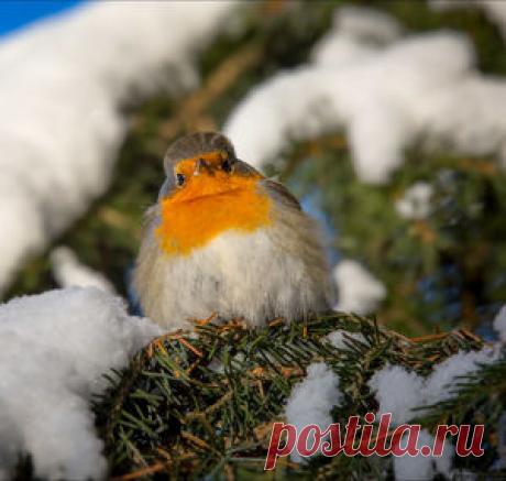 Зимняя зарянка. Алексей Масанов — National Geographic Россия