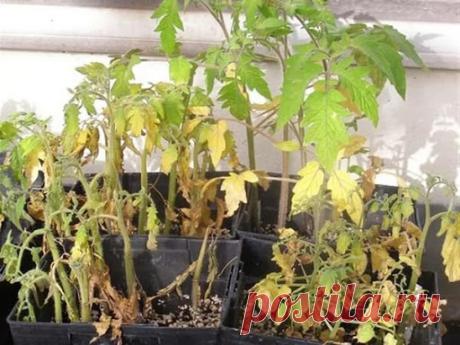 ВЯНЕТ, СОХНЕТ РАССАДА. ЧТО ДЕЛАТЬ?

Причины, почему рассада вянет, сохнет или желтеет, условно можно поделить на 2 группы:

- Ошибки в агротехнике и уходе,
- Атаки болезней и вредителей.

ЕСЛИ РАССАДА ВЯНЕТ
Это может быть бактериальное, фузариозное или вертициллезное увядание

Основные симптомы перечисленных заболеваний проявляются одинаково: нижние листья повисают, словно тряпочки, затем увядают верхние листья и макушка. Листочки также могут желтеть и засыхать. Растение, ...