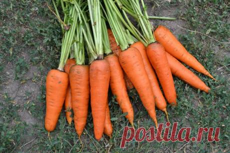 Какие сорта моркови подходят для посадки под зиму