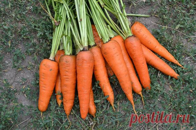 Какие сорта моркови подходят для посадки под зиму