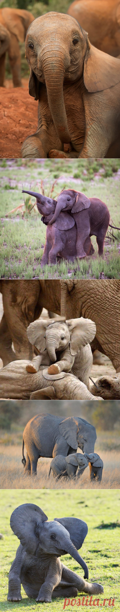 Детеныши слонов, которые заставят вас улыбнуться