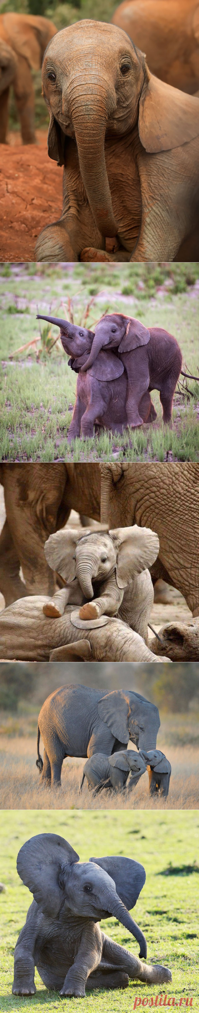 Детеныши слонов, которые заставят вас улыбнуться
