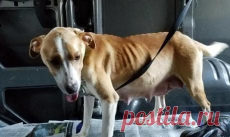 “Отпустите, мне нужно заботиться о своих детях!” Собаку оставили на привязи без воды и еды с 8 щенками! — Лап-Ушки.com — любимые животные