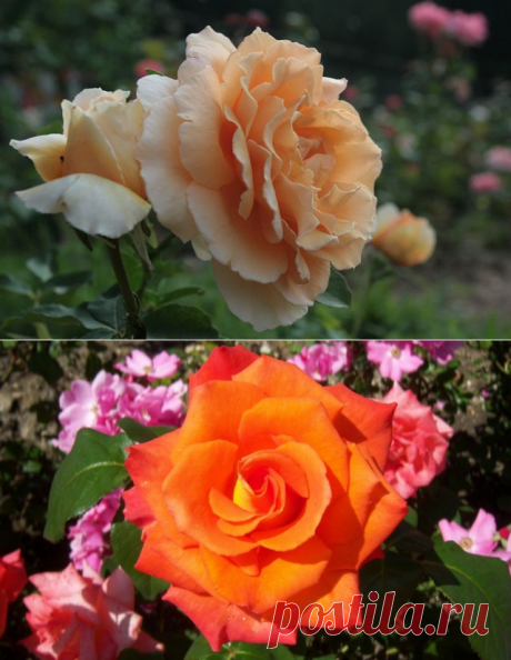 Оранжевая роскошь в розарии
