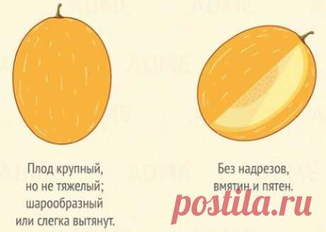Как выбрать дыню | Домашняя кулинария