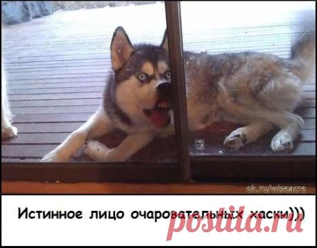 (1) Одноклассники