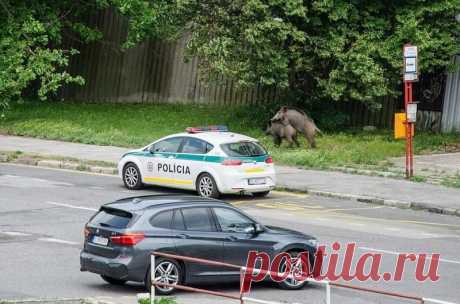 Отстрел вторгающихся в города кабанов начат в Словакии | Живой мир - природа