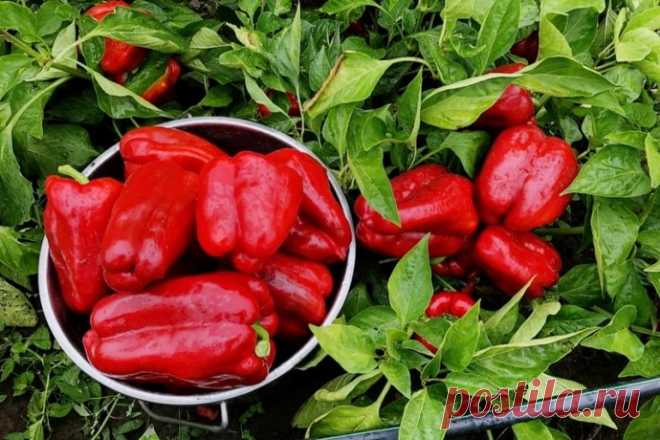 СЕКРЕТЫ ОГРОМНОГО УРОЖАЯ ПЕРЦА!!!