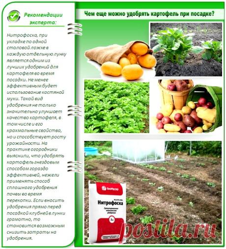 Удобрения для картофеля при посадке в лунку
