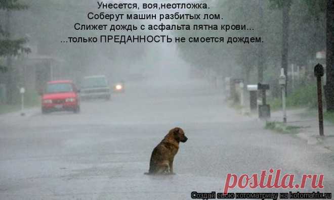 Животные под дождём - печалька