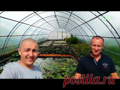 Питомник ВАТЕРЛИЛИЯ! ВОДЯНЫЕ ЛИЛИИ, НИМФЕИ, КУВШИНКИ И КАРПЫ КОИ! 2 часть! - YouTube