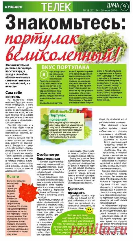 Портулак великолепный