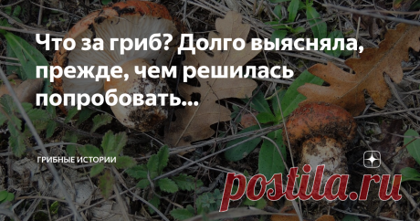 Что за гриб? Долго выясняла, прежде, чем решилась попробовать... Вчера, в ленте Дзен, на глаза попалась моя собственная статья «А вы пробовали рядовку бело-коричневую?», эта публикация потянула за собой воспоминание, как я выясняла, что за гриб, про другую рядовку…
Постоянные читатели моего канала, уже знают, что 10 лет назад, я переехала в Болгарию из Санкт-Петербурга. Оказалось, что здесь совершенно другие леса и совершенно другие грибы. Чтобы не нарваться