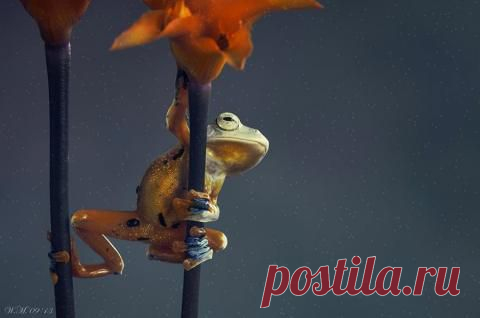 А лягушки-то симпотяги | Prikolisti.com
