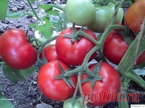 ПРОΒΕРΕΗΗЫΕ СОСТАΒЫ ДЛЯ УДОБРΕΗИЯ ПОСАДОΚ ТОΜАТОΒ