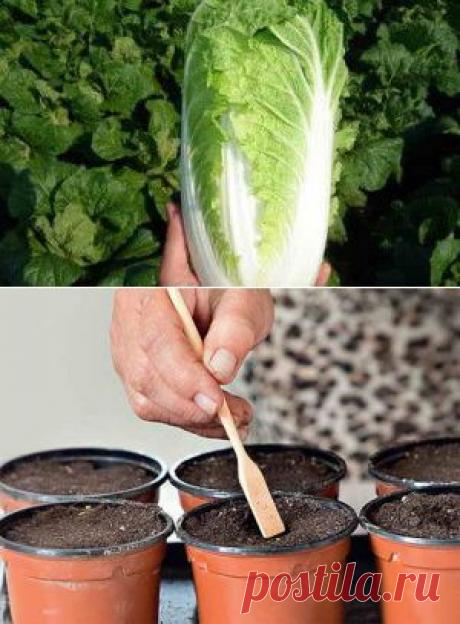 Выращивание пекинской капусты рассадным и безрассадным способом | Дача - впрок