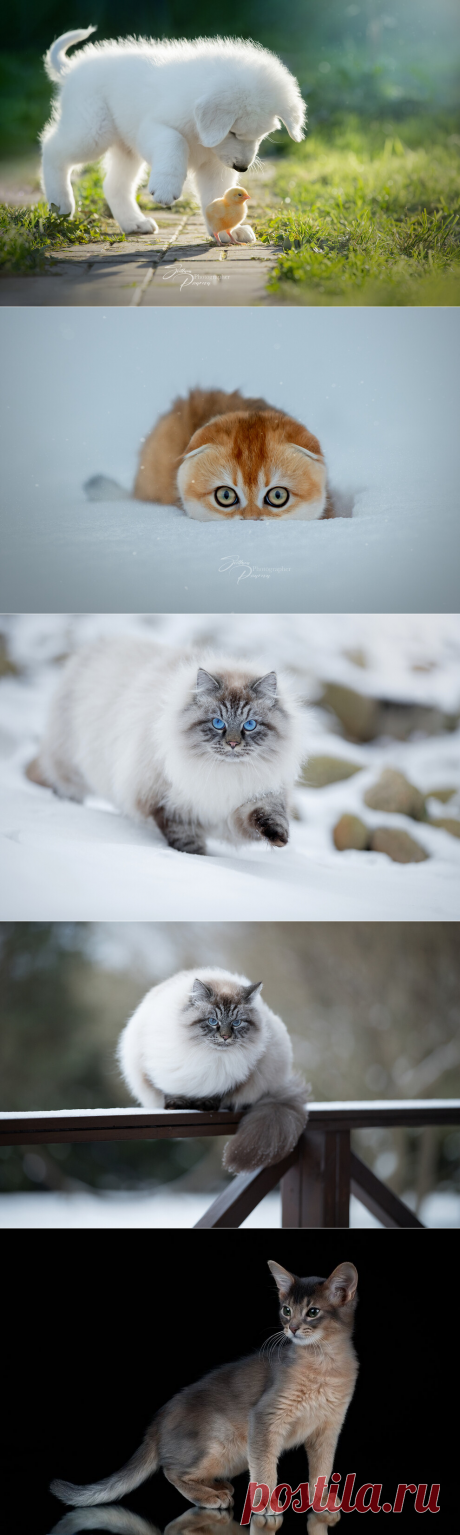 Животные в фотографиях Светланы Писаревой